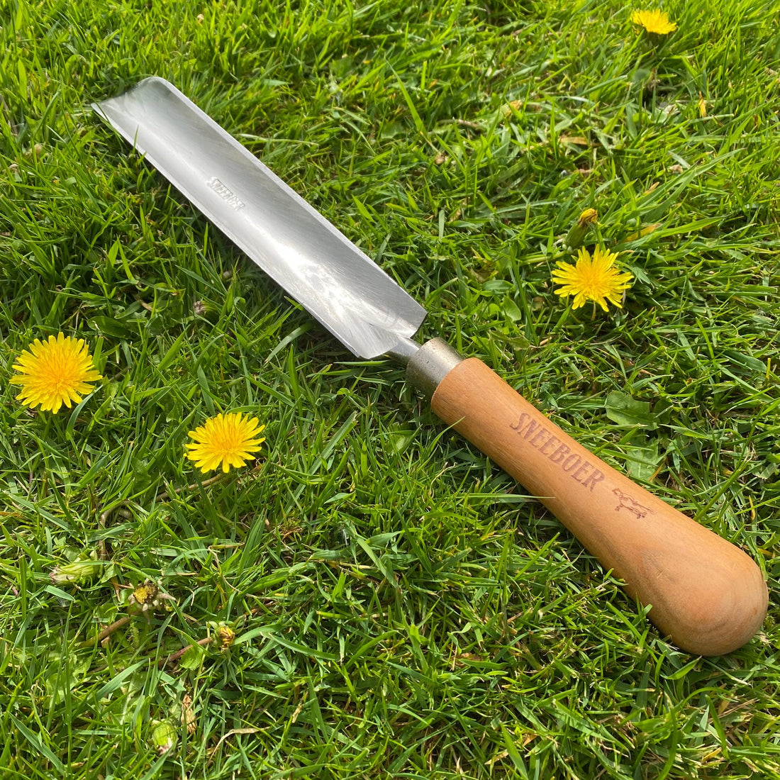 Dandelions – a gardener's worst enemy?