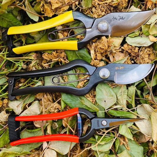 Deadheading – who knew?!