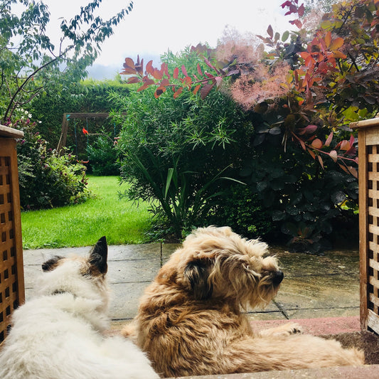 Opening up the Tinker and Fix garden (virtually) for 'National Gardening Week