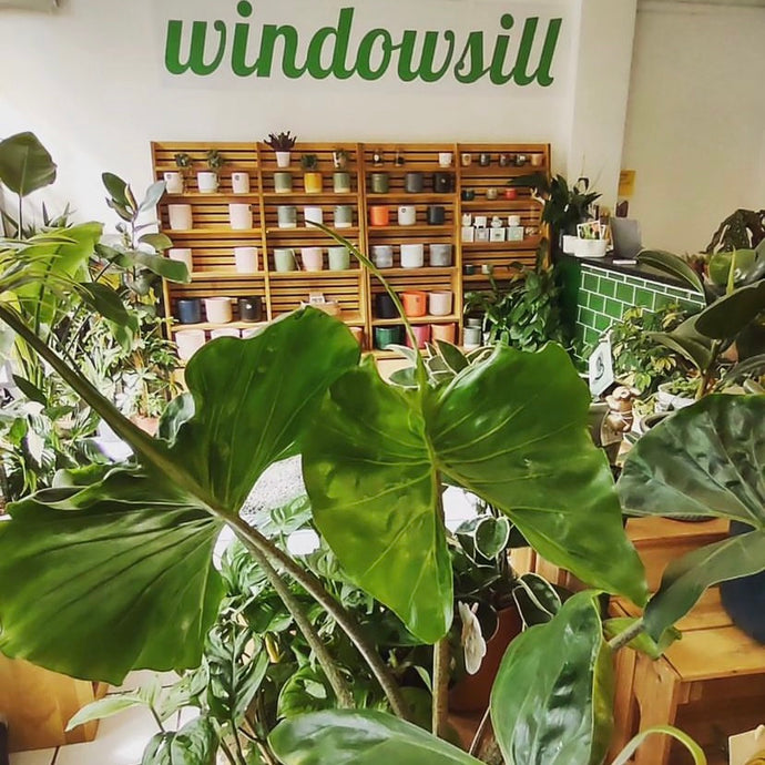 Pop up at Windowsill Plants!
