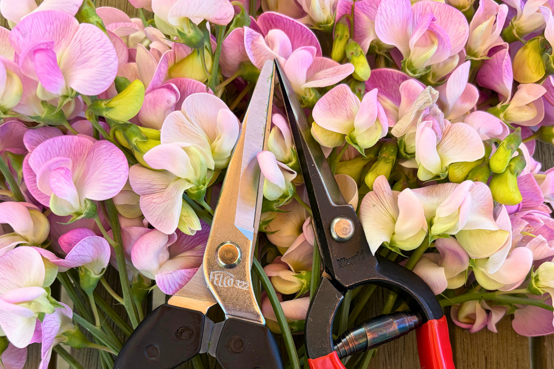 Snips – the only garden tool you need over summer?