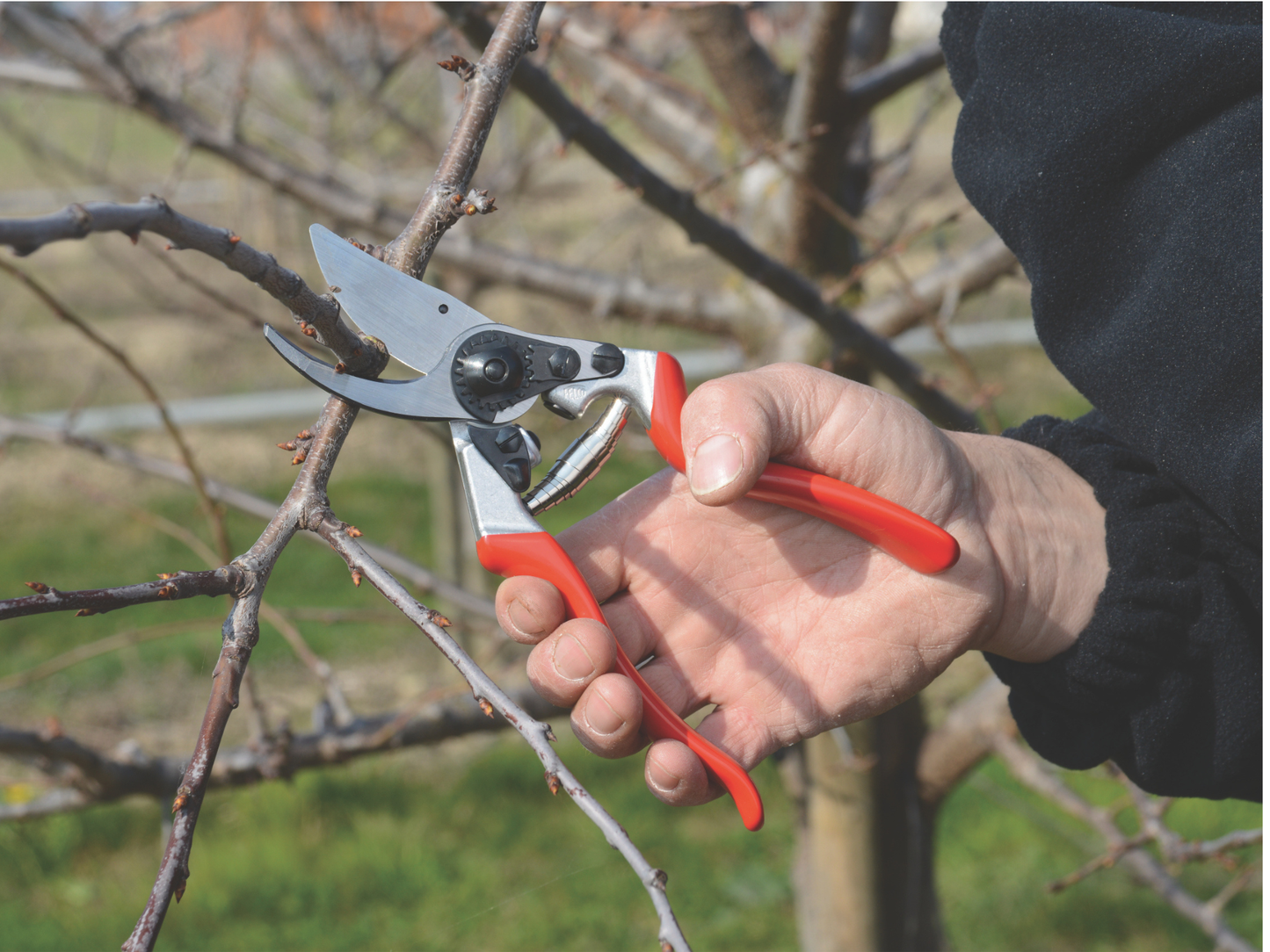 Felco 8 Secateurs